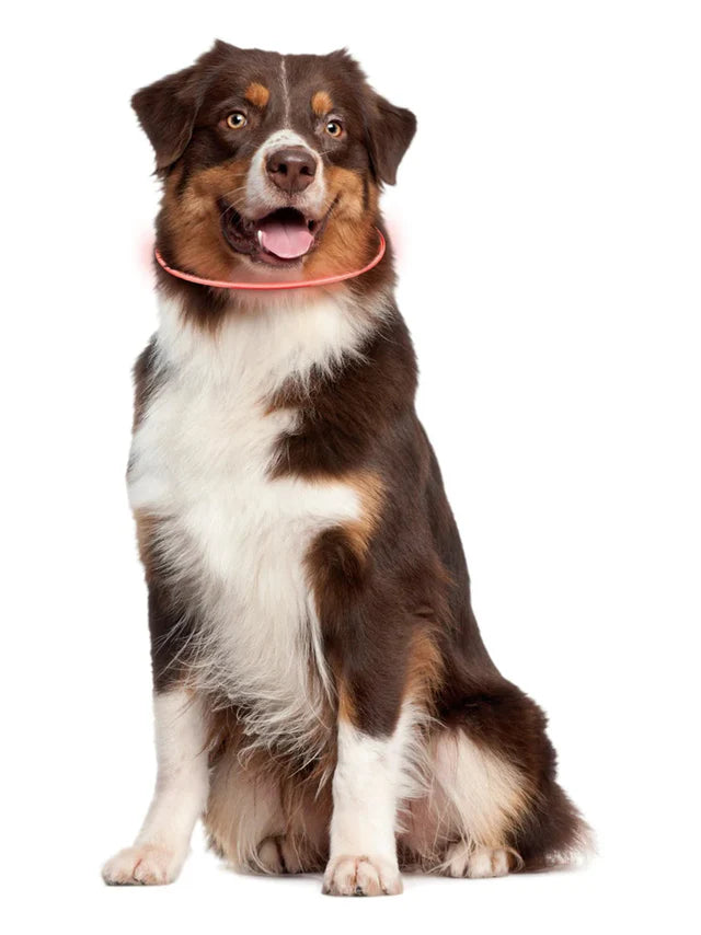 Led Collar for a dog