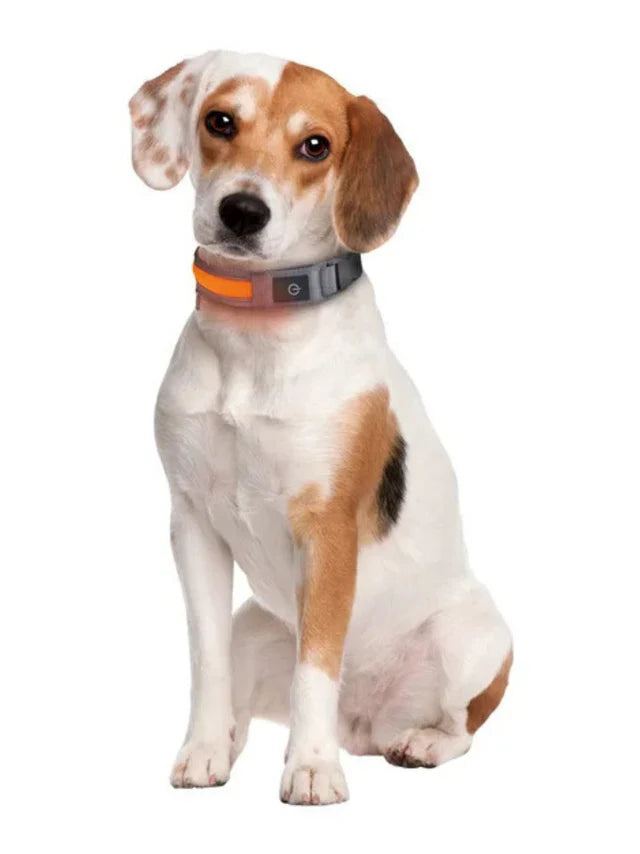 LED Dog Collar